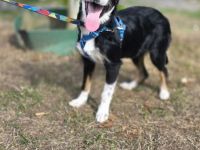 ❤️ KORA – KLEINE TRICOLOR-SCHÖNHEIT SUCHT IHRE FAMILIE! ❤️