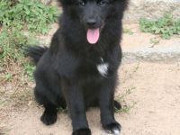 Bezaubernder Großspitz-Bub, 5 Monate
