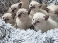 1 Siam-Kitten sucht ab Oktober ein liebevolles Zuhause