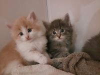 Norwegische Waldkatzen Kitten