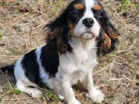 weiblicher Cavalier King Charles Spaniel