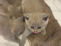 🐾 Reinrassiges BKH-Katzenbaby – Silver Tabby mit traumhaft blauen Augen 🐾