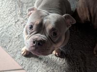 Balou & Bob suchen gemeinsam ihr neues Für-immer-Zuhause