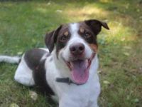 Bueno, Kleiner Münsterländer-Aussie-Mix, geb. 2024, su. sportl. aktive Menschen, die ihn auslasten k