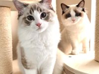 Traumhaftes Ragdoll- Kitten mit Stammbaum (Blue Bicolor & Seal Bicolor)