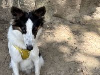 Toy Australian Shepherd