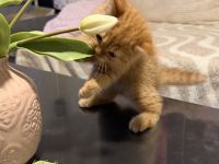 Exzellente BKH-Kitten (11 Wochen)