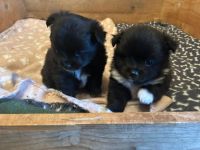 Unsere Pomchi Welpen sind da!
