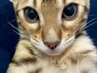 Reinrassiger Bengal-Kater Kitten | Brown Spotted Tabby | Stammbaum