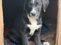 Labrador-Bernersennen Welpen
