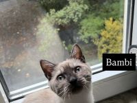 4 bezaubernde Katzen suchen ein liebevolles Zuhause – Puma, Diva, Bambi & Husky