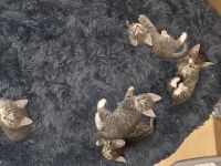 Kitten