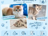 BKH und BLH Kitten dürfen ausziehen