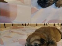 Hasky Schäfer Corso Welpen