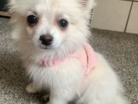 Pomchi Welpe