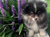 Pomerian/Zwergspitz Welpen