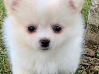 Pomerian/Zwergspitz Welpen