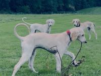 Zwei wunderschöne Saluki Welpen