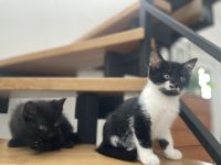 Kleine Hauskatzen suchen liebevolles Zuhause