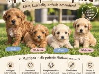 Maltipoo Welpen
