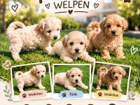 Maltipoo Welpen