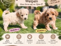 Maltipoo Welpen