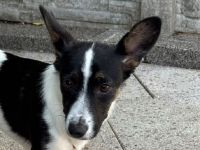 Tilly, kleines Hundemädchen sucht liebevolles Zuhause, 5M, 31cm