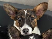 Tiara, kleines Welpenmädchen sucht liebevolles Zuhause, 4M, 31cm