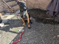 Belgischer Schäferhund Malinois – 4 Monate alter Rüde