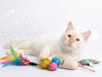 Heilige Birma Kater abgabebereit Creme tabby Point 20 Wochen