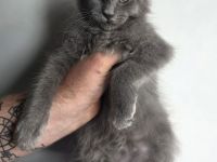 Sibirische Katze Neva Masquarade +Maine Coon Kitten