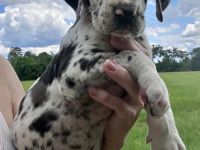 🐾 WUNDERSCHÖNE DEUTSCHE DOGGEN-WELPEN – LIEBEVOLLES ZUHAUSE GESUCHT 🐾