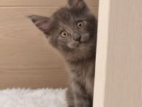 Main Coon kitten