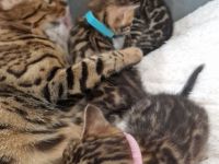 Bengal Kitten