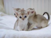 Singapura Kitten zu verkaufen