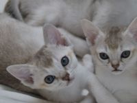 Singapura Kitten reinrassig zu verkaufen