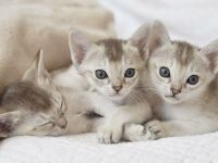 Singapura Kitten reinrassig in liebevolle Hände zu verkaufen