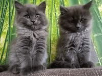 Wunderschöne BLH Kitten ab sofort
