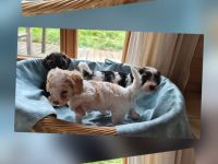 Cavapoo x Zwergpudelwelpen