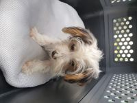 Yorkshire terrier welpen