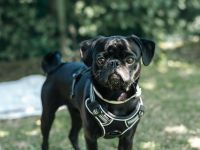 🐾 Deckrüde Oscar – unser „Mr. Happy“ sucht passende Damen