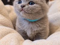 Liebevolle Kitten suchen ihre Familie - Ponyfans aufgepasst