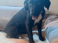 Antonella, a.d.Tierschutz, sucht Happy-Home