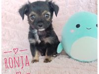 Chihuahua Hündin in wunderschönem Fellkleid - seriöse Zucht mit Erfahrung - großes Startpaket