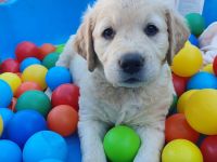 Golden Retriever Welpen