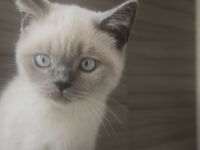 BKH kater