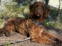 Deckrüde, Australian Labradoodle, karamell, medium, u. a. HD, ED untersucht