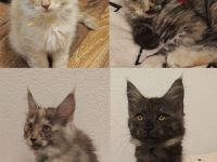 4 Maine Coon Katzens