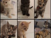 4 Maine Coon Katzens