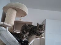 Vermittlung von 2 Katzen in Halle und Umgebung